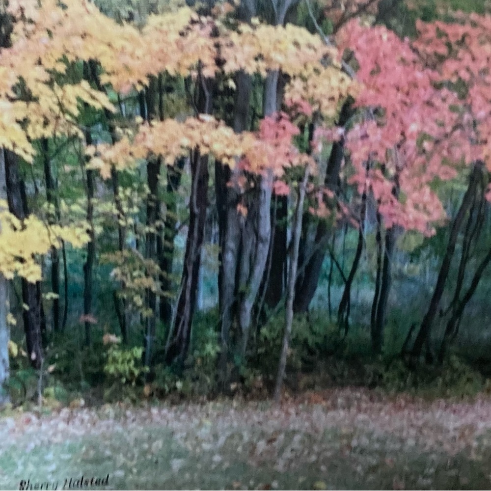 My photo of fall in back of our home